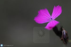 fioletowy kwiatek.jpg